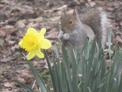 Sciurus carolinensis