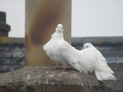 Columba livia domestica