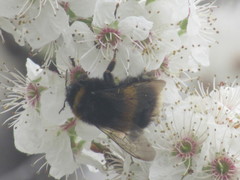 Bombus