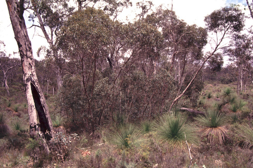 Eucalyptus aspersa 3