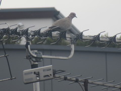 Streptopelia decaocto