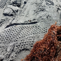 Megalorchestia corniculata