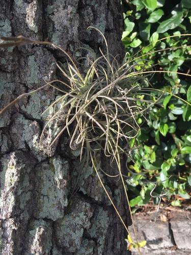 Tillandsia recurvata image