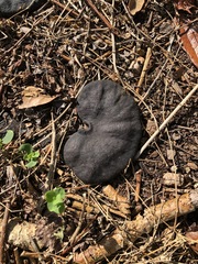 Enterolobium