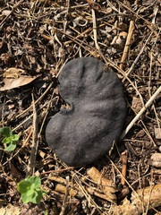Enterolobium