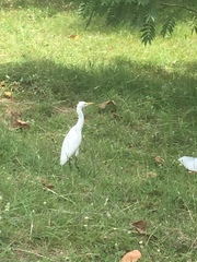 Bubulcus ibis