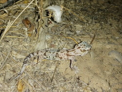 Eastern Sand Gecko, Stenodactylus leptocosymbotes