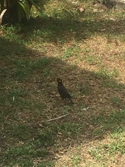 Acridotheres tristis