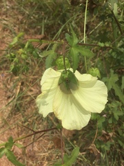 Malvaceae