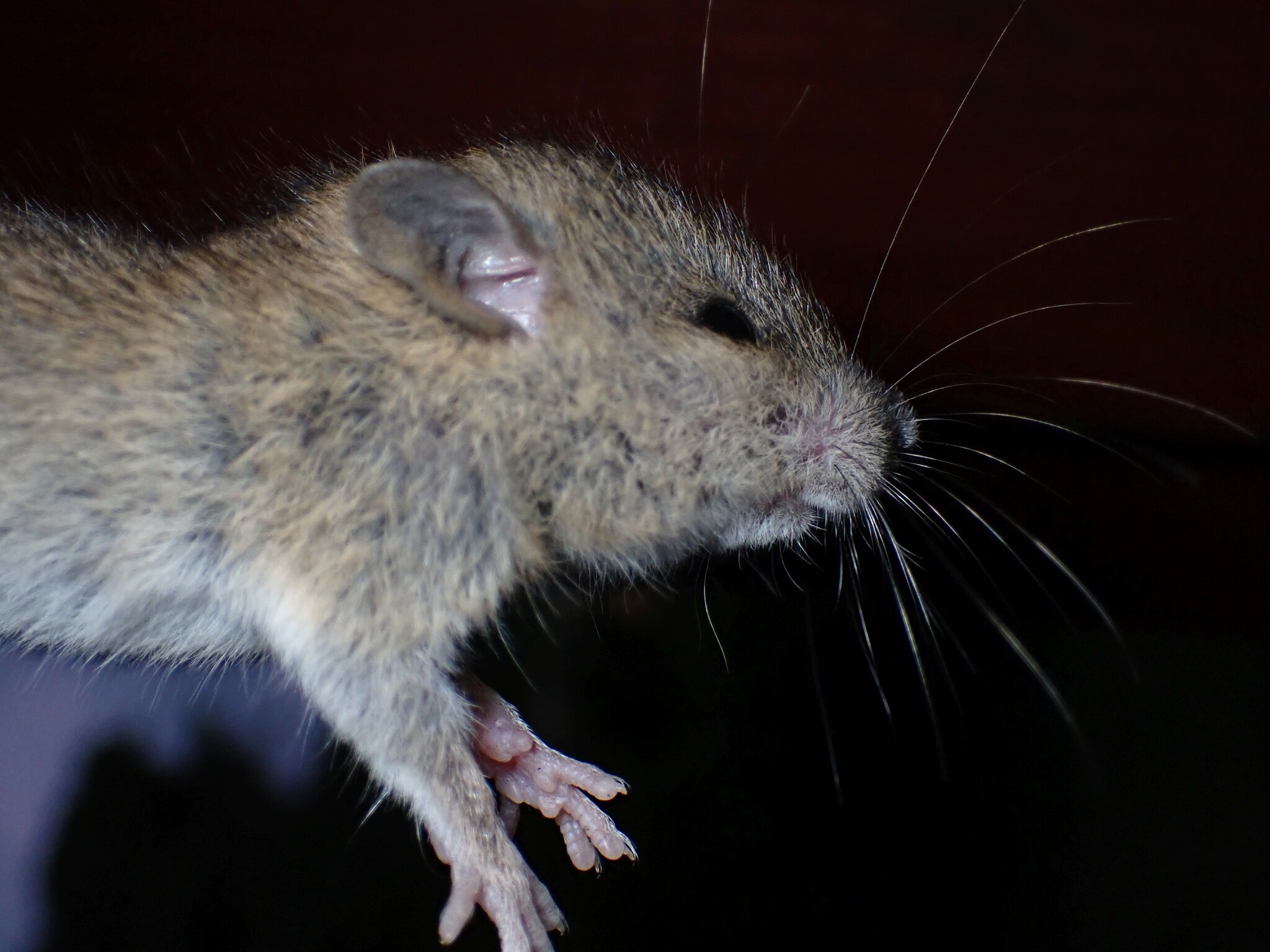 Polynesian rat
