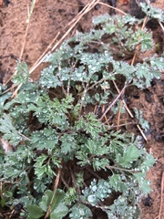 Corydalis flavula