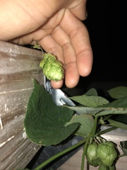 Humulus lupulus pubescens