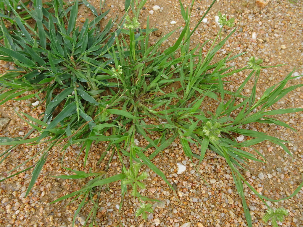 buttongrass