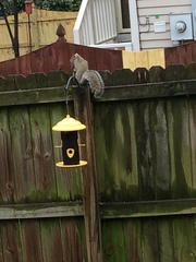 Sciurus carolinensis