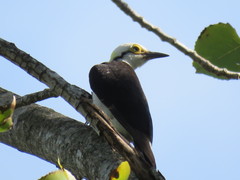 Melanerpes candidus