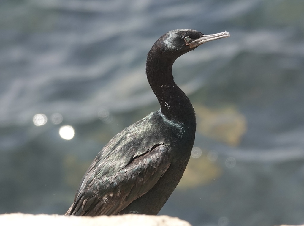 Pelagic Cormorant (Pacific Northwest Birds) · iNaturalist