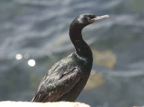 Pelagic Cormorant