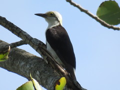 Melanerpes candidus
