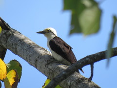 Melanerpes candidus