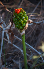 Arum elongatum