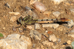 Arigomphus lentulus
