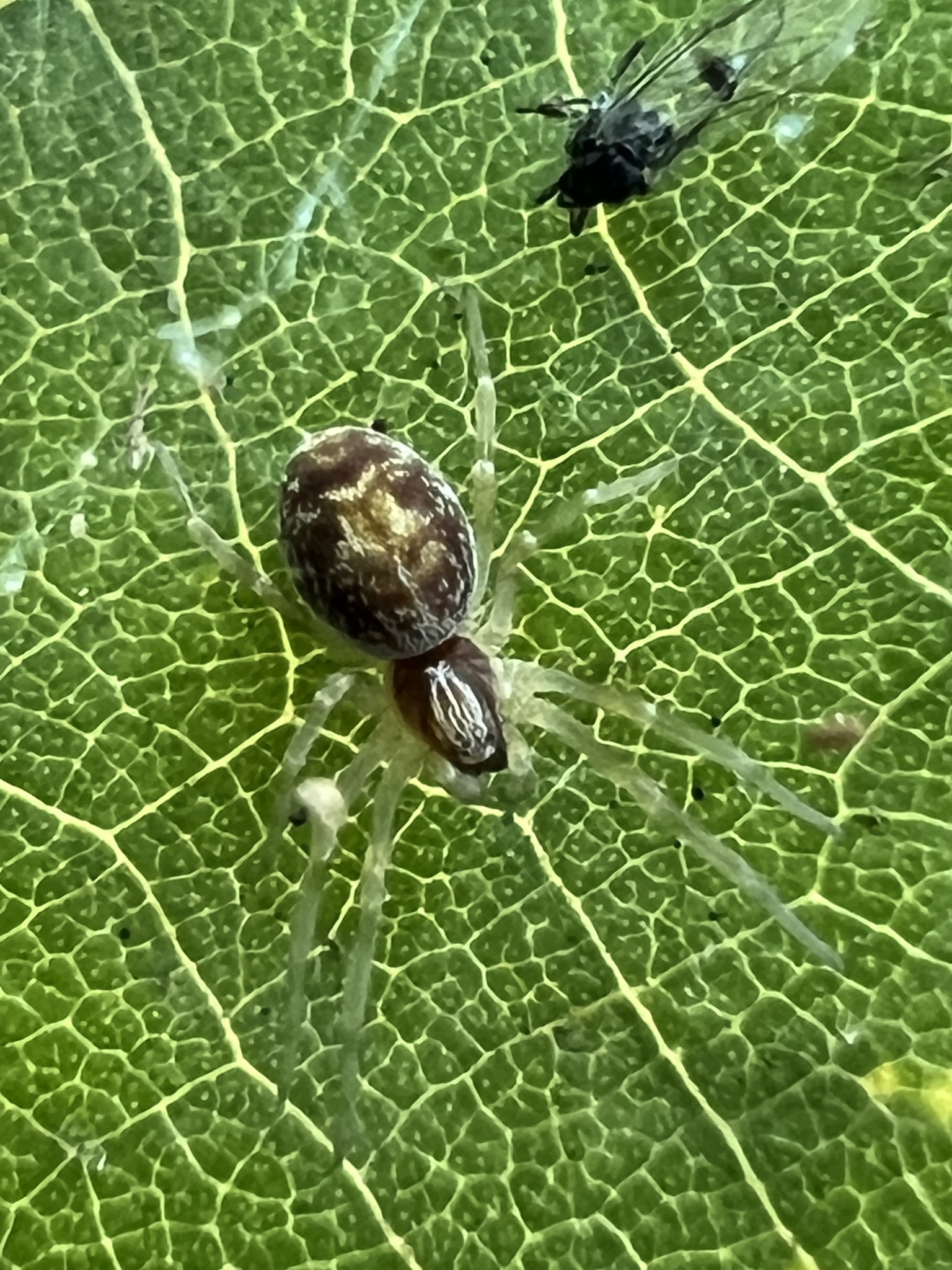 Emblyna sublata