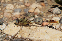 Arigomphus lentulus