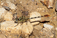 Arigomphus lentulus