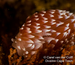 Antiopella longidentata