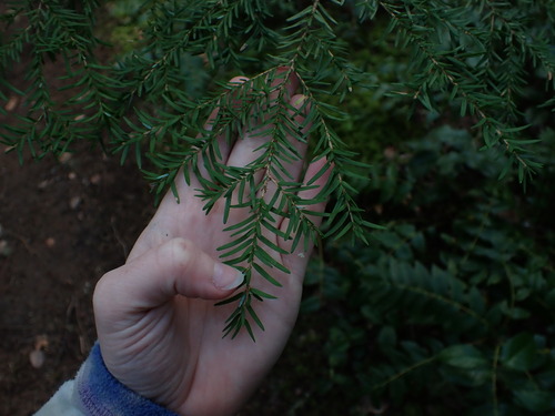 western hemlock
