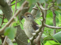 Thamnophilus ruficapillus