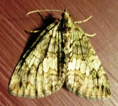 Hydriomena divisaria