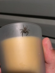 Platycryptus undatus