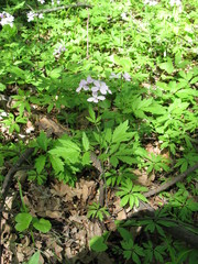 Cardamine quinquefolia