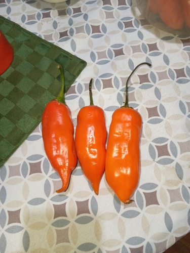 Representative image of Capsicum baccatum pendulum