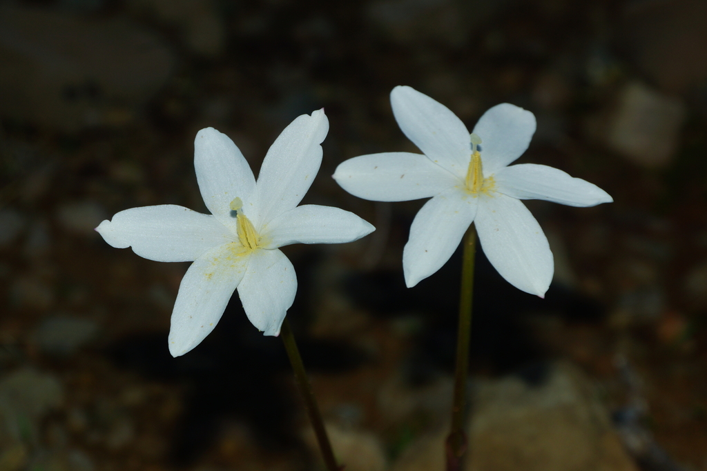 Zephyranthes longituba