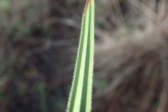 Carex gynodynama