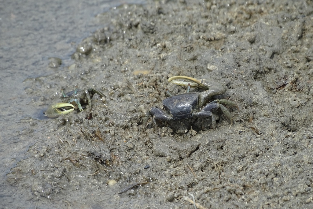 mud-fiddler-crab-from-northampton-county-va-usa-on-september-21-2023