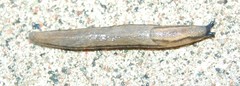 Carinarion