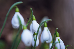 Galanthus plicatus