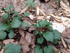 Cardamine douglassii