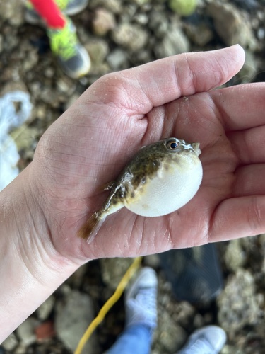 Least puffer (Sphoeroides parvus) — Tetraodontidae — 5