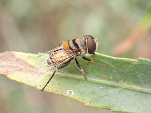 iNaturalist observation photo of Single-banded Plushback