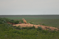 Vulpes corsac