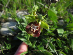 Ophrys bornmuelleri