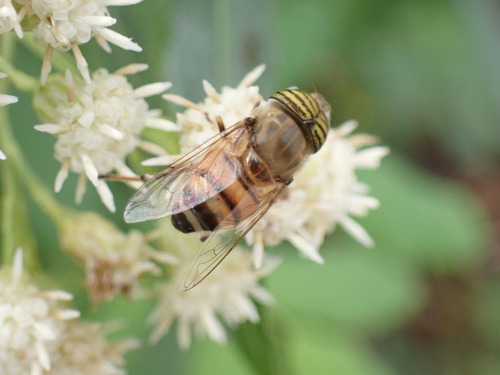 iNaturalist observation photo of Stripe-eyed Lagoon Fly