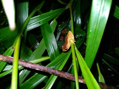 Dendropsophus columbianus