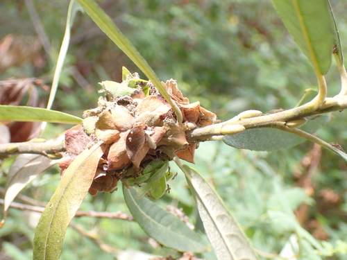 iNaturalist observation photo of Willow Rosette Gall Midge