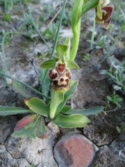 Ophrys umbilicata