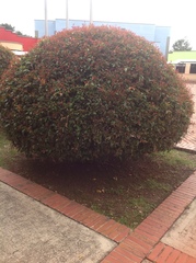 Syzygium myrtifolium